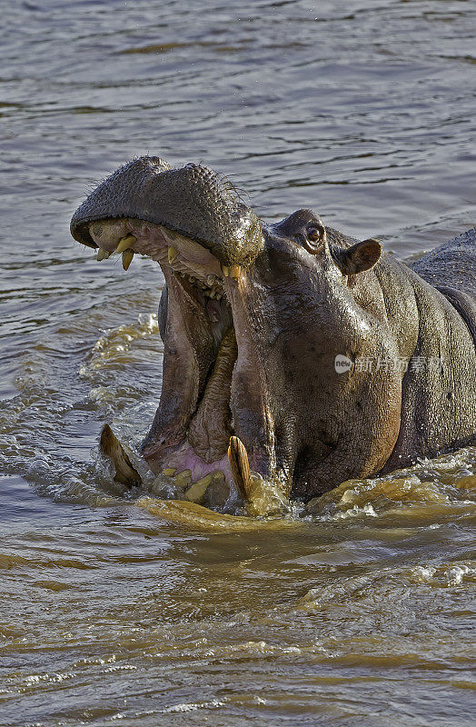 河马(hippopotamus amphibius)，又称河马，是一种大型食草哺乳动物。肯尼亚马赛马拉国家保护区。张着嘴打了个呵欠。雄性大张着嘴打架。